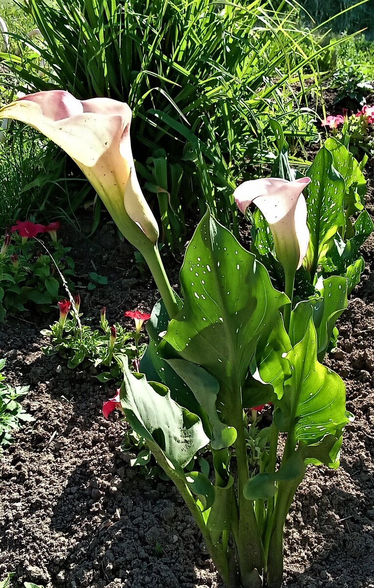 Два нежных цветка на голой земле. Фото автора канала.