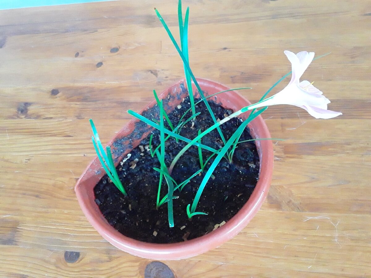 Зефирантес в год посадки