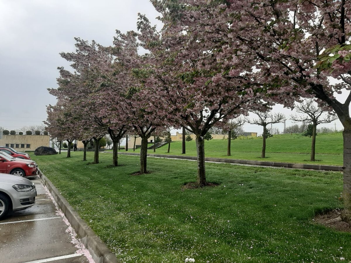 Гольф клуб 