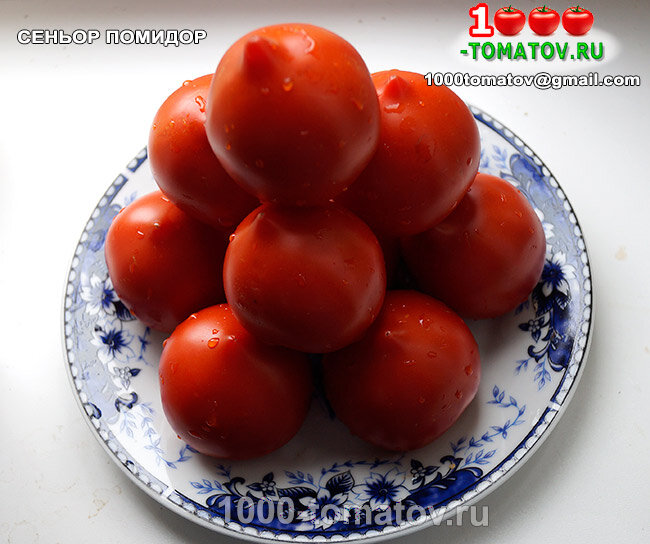 Томат Сеньор помидор фото 2