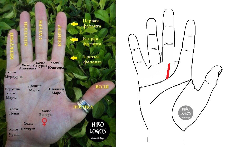 Линия холмов. Холм Венеры хиромантия. Линии жизни на руке, холм Венеры и. Холм Марса хиромантия. Холм Сатурна хиромантия.