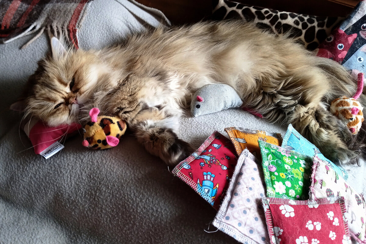 Для спокойных хозяев, уважающих размеренную жизнь, порода подходит идеально.