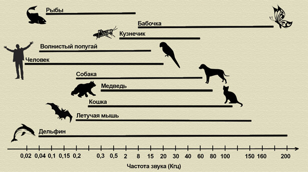 Диапазон частот, воспринимаемых человеком и животными