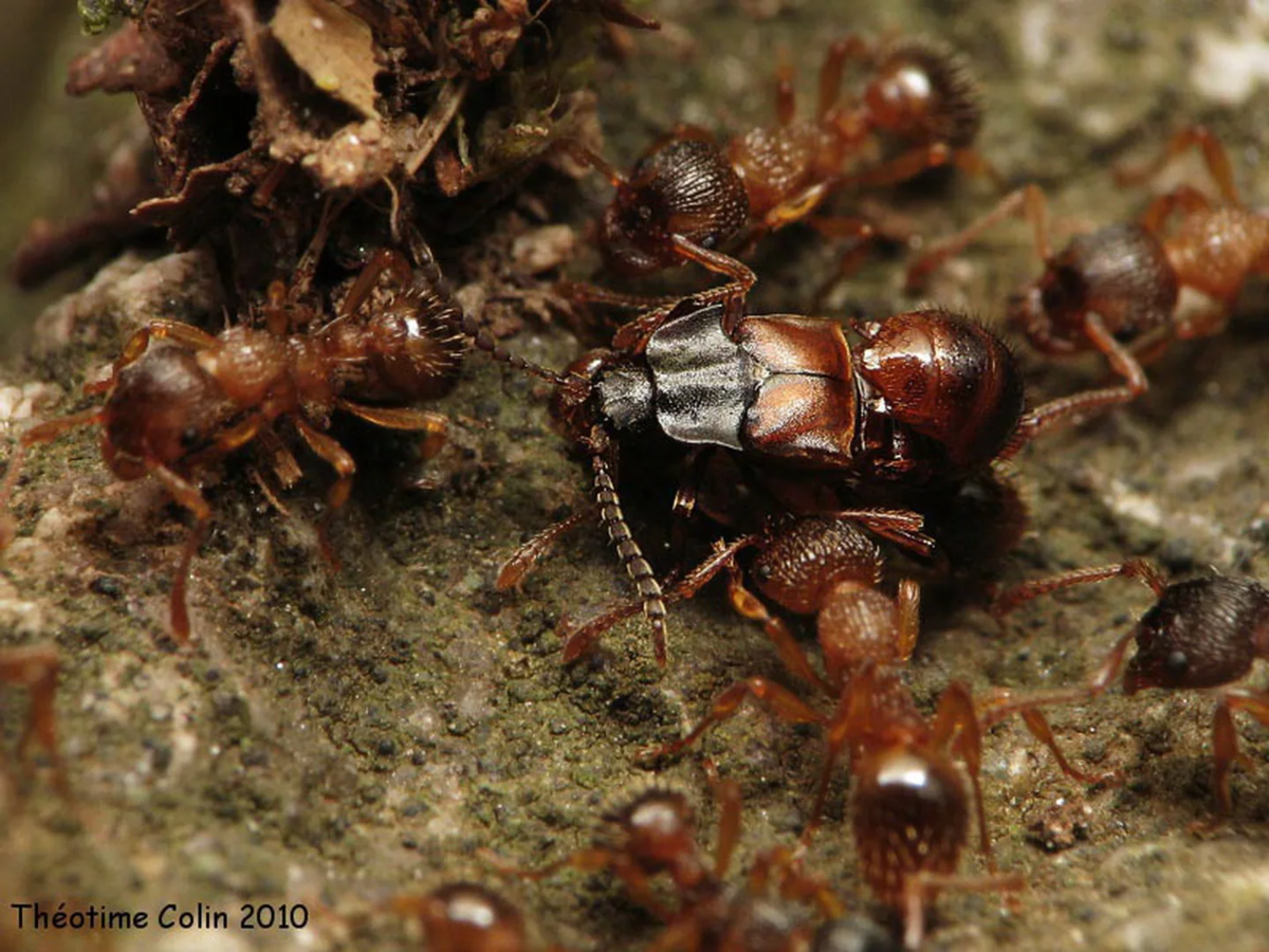 Кто-нибудь, прикройте этот притон, пока муравейник не развалился! 
