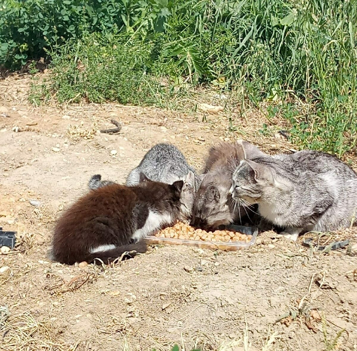 семейство очень осторожное . К себе  людей  не подпускали. Мама -кошка - на страже