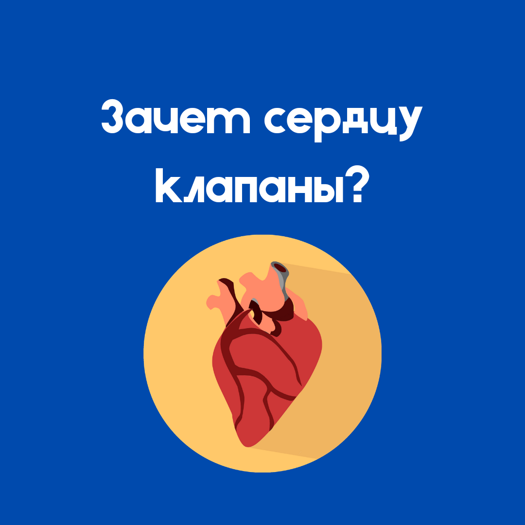 Итак, поговорим сегодня о том, что такое клапаны сердца и зачем они нужны. Начнем с того, что наше сердце состоит из четырёх камер: правое и левое предсердия и правый и левый желудочки.