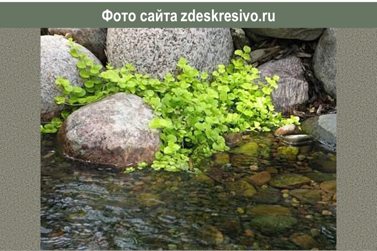 Лучшие растения-статисты: самый желтый почвопокровник, 16 фото нашего ...