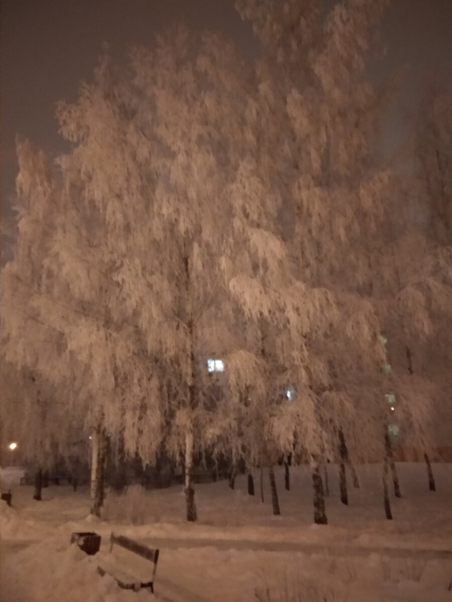 Березы в одном из дворов у парка. Фото автора.