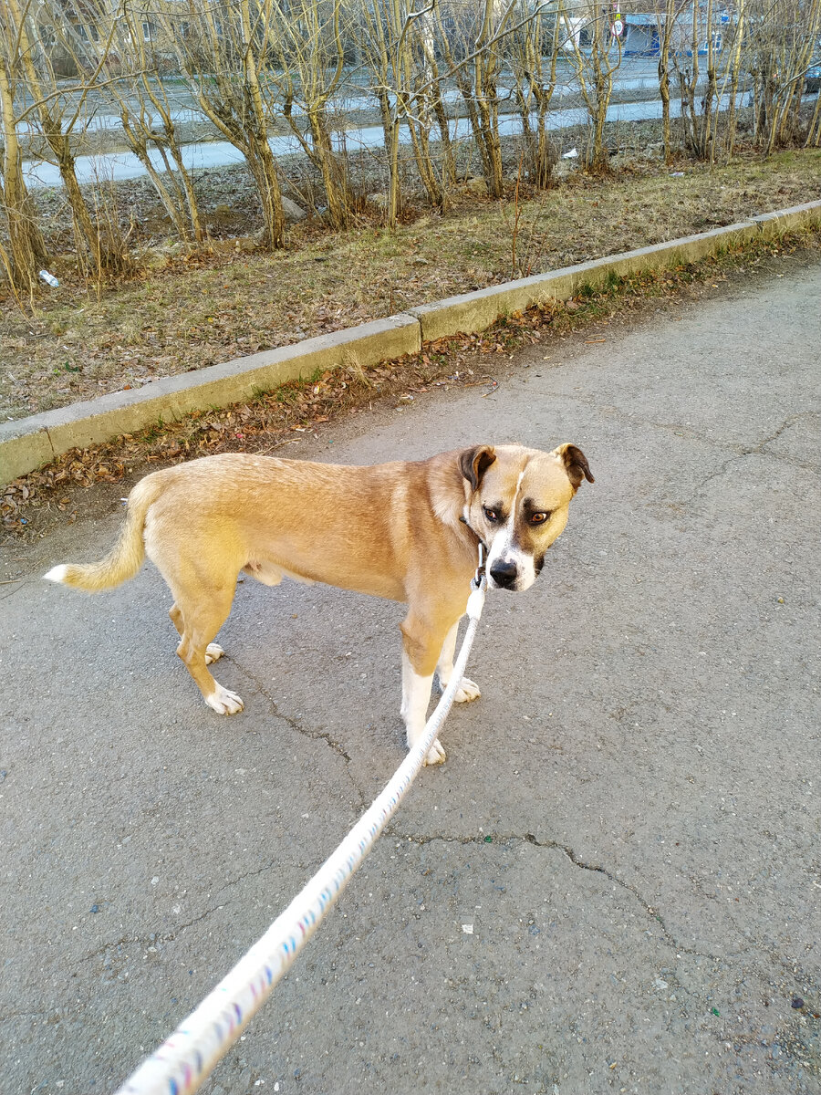Дик