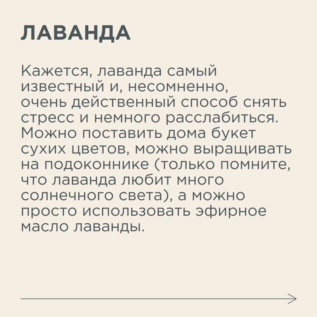 Стресс и способы его преодоления, для многих актуальная тема. Мы прелагаем  7 цветов, которые уменьшают уровень стресса в доме | Новый очаг | Дзен