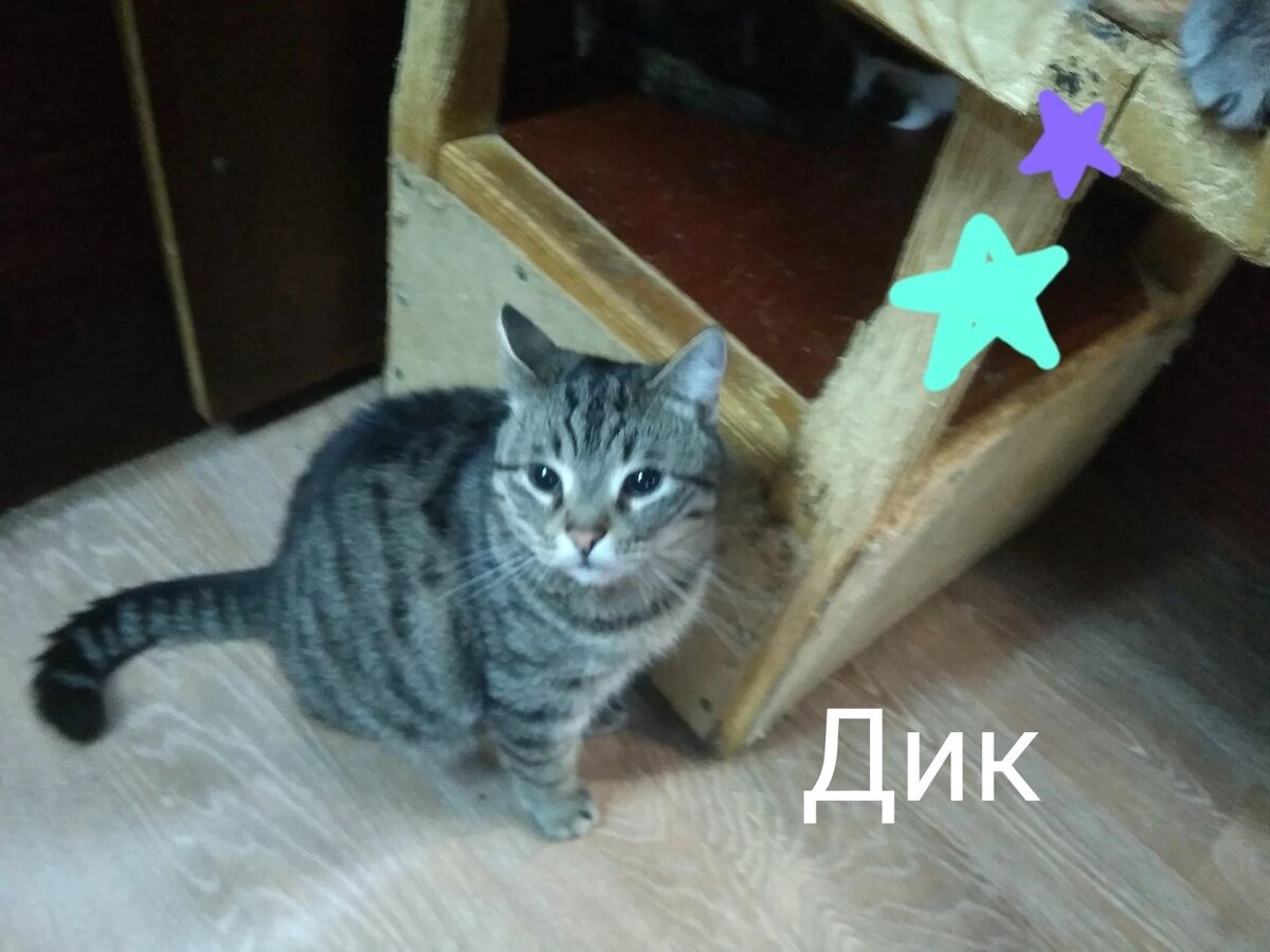 Кошки михалыча