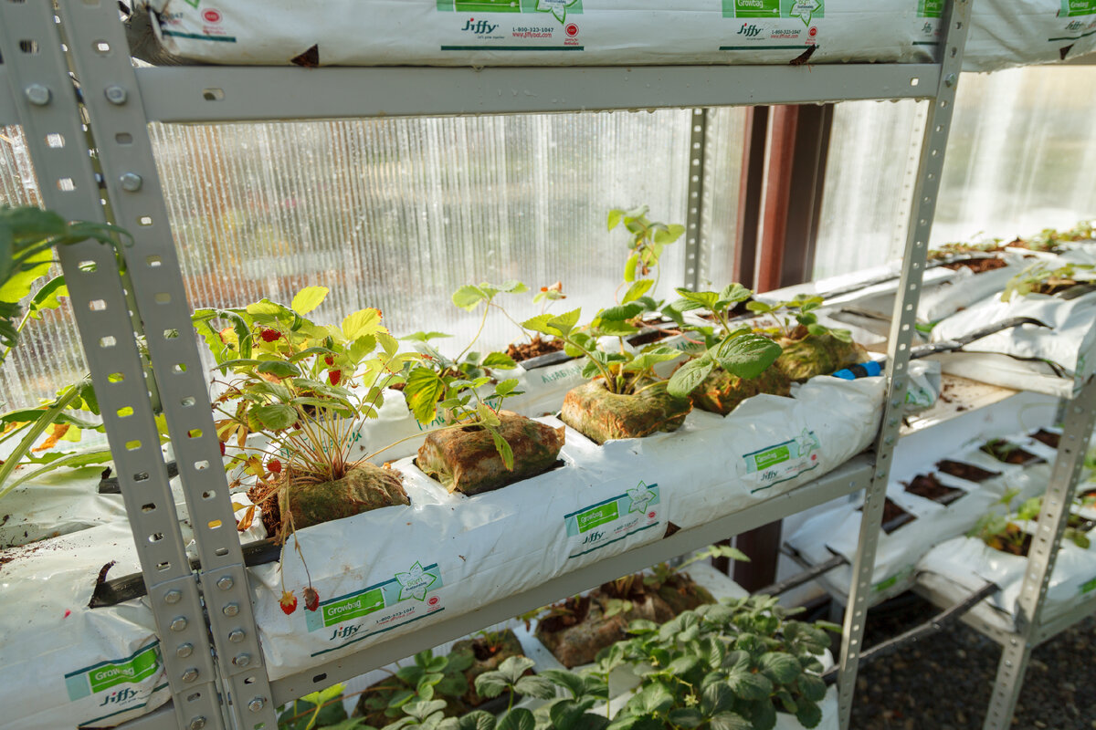 Фото современного ученого и фотографа Елены Попковой. Гидропоника на малообъемной вертикальной ферме ИНК и Консорциума устойчивого развития и технологического лидерства. 2022. Волгоград. https://elenapopkova.art