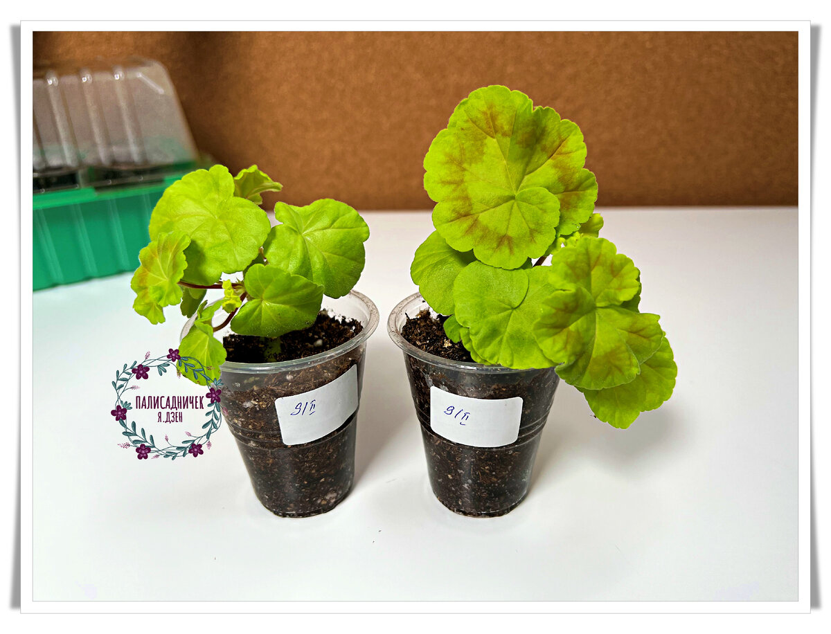 + 2 новых черенка. 