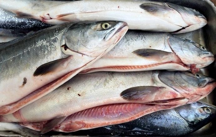 Жабры свежей рыбы должны иметь красный оттенок