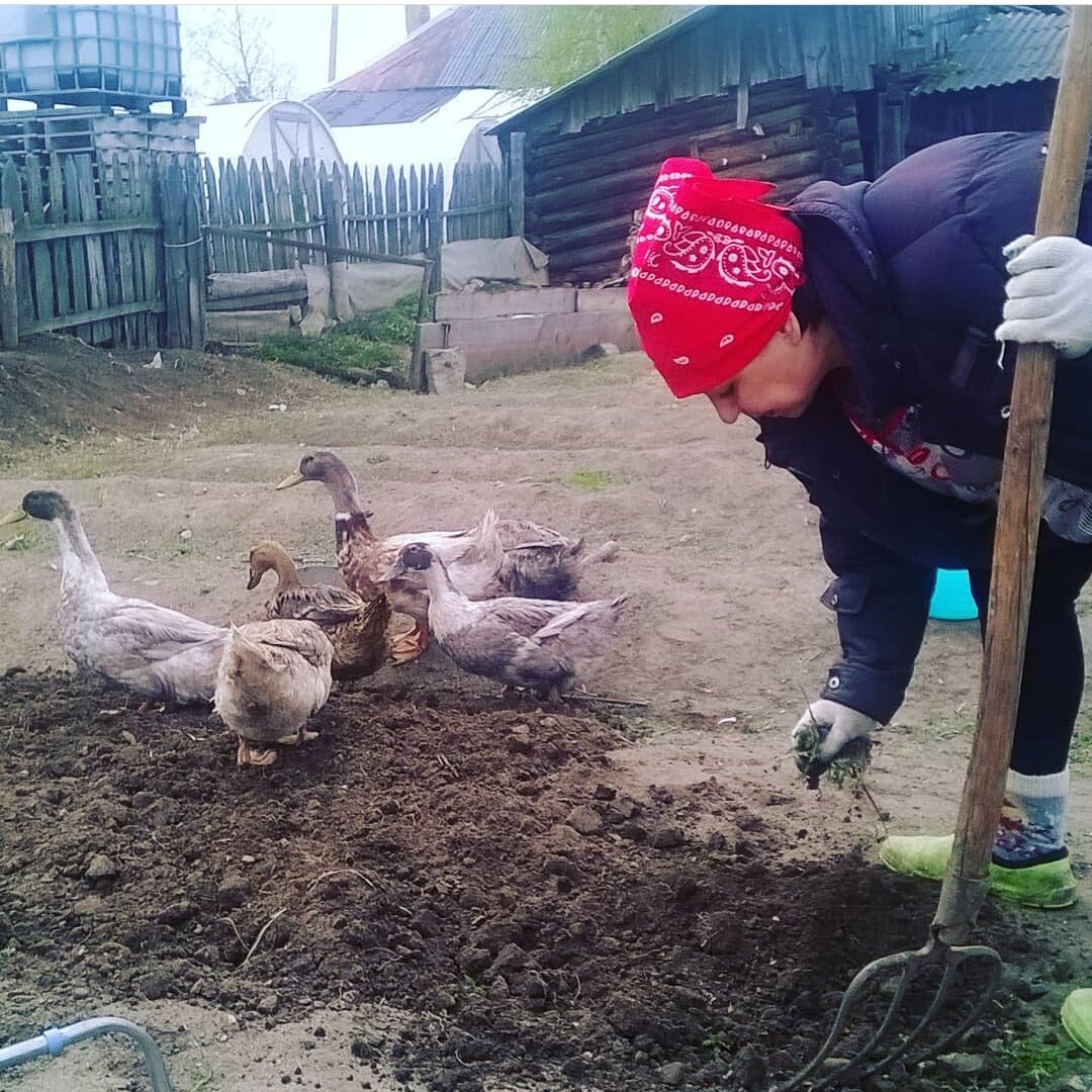 Утки породы фаворит