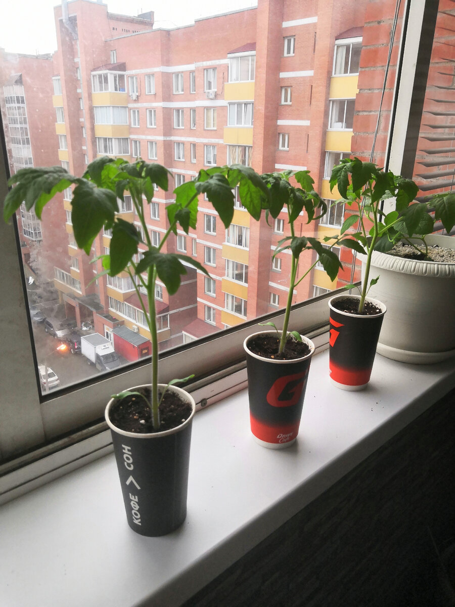 Весь балкон теперь в рассаде. 