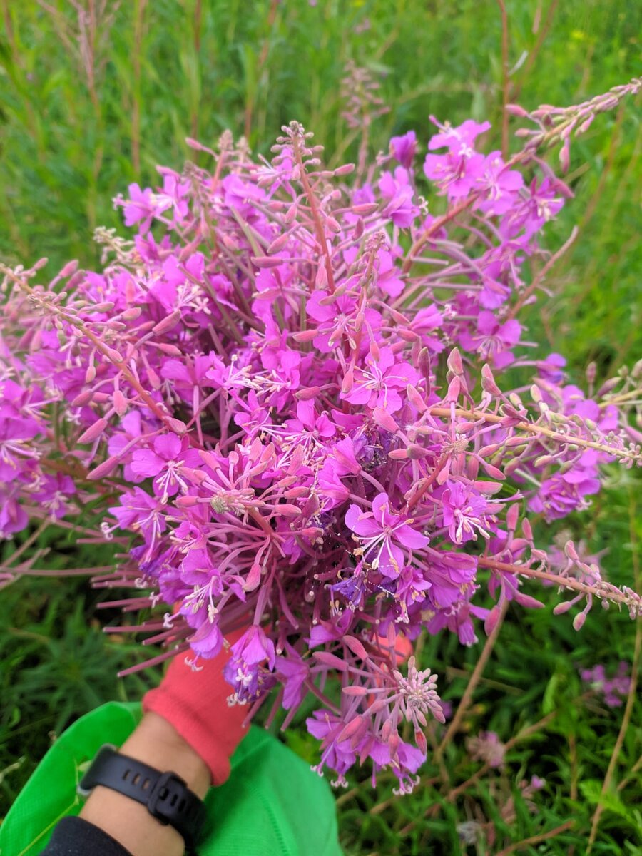 🌿Заготавливаем и ферментируем Иван чай в домашних условиях🌿Ферментация Иван  чая🌿 | 🌿Арсенькин чай🌿 | Дзен