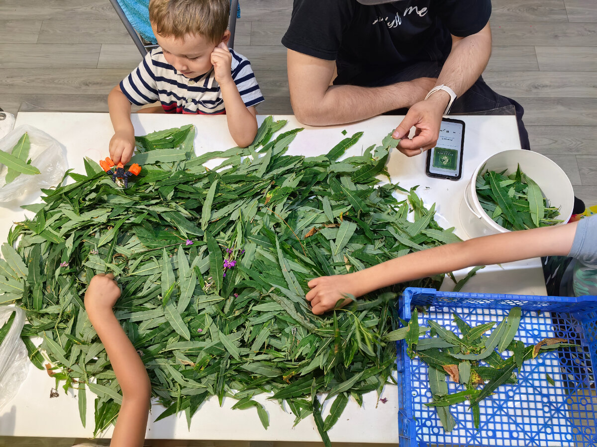 🌿Заготавливаем и ферментируем Иван чай в домашних условиях🌿Ферментация Иван  чая🌿 | 🌿Арсенькин чай🌿 | Дзен