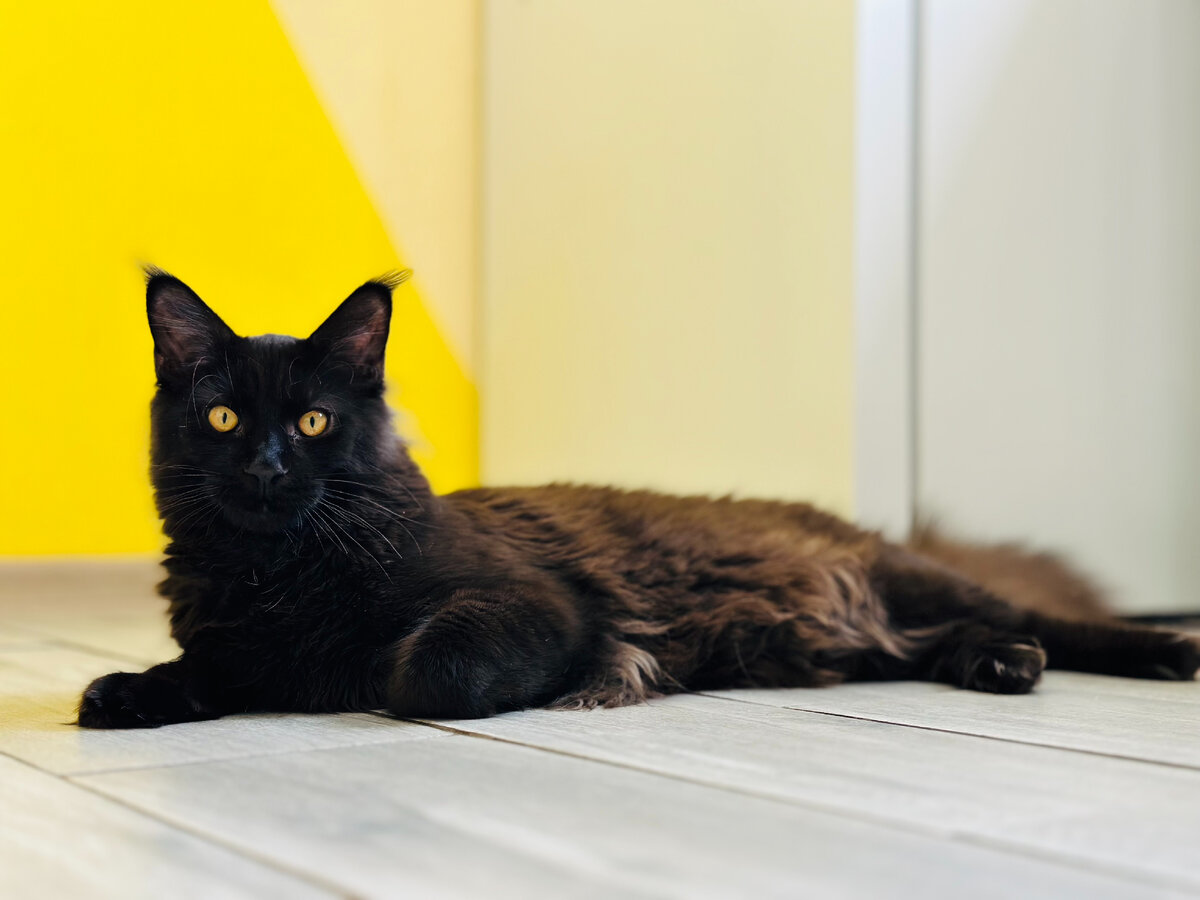 кот мейнкун на полу у холодильника