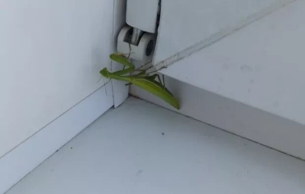     Богомол. .ВКонтакте "Инцидент Бийск"