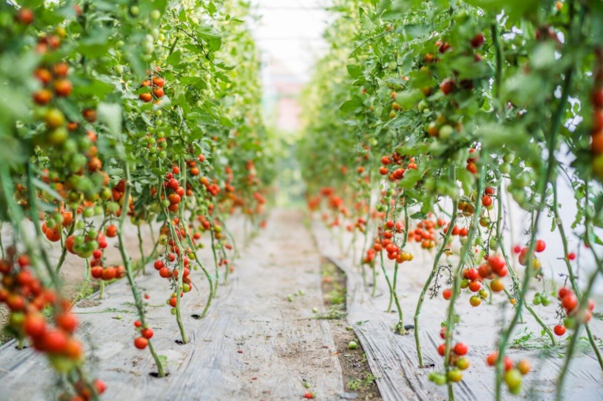 Можно легко ускорить процесс созревания помидоров, и ответить на вопрос:почему 🍅 созревают неравномерно