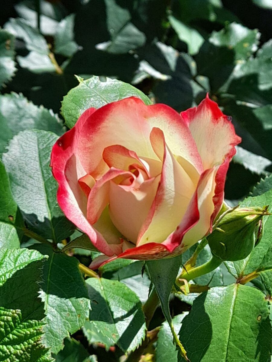 Цветочек для радости 