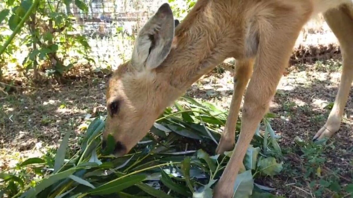    Саратовцы из добрых намерений оставили без матери детеныша косулиНовости Саратова и области – Сетевое издание «Репортер64»