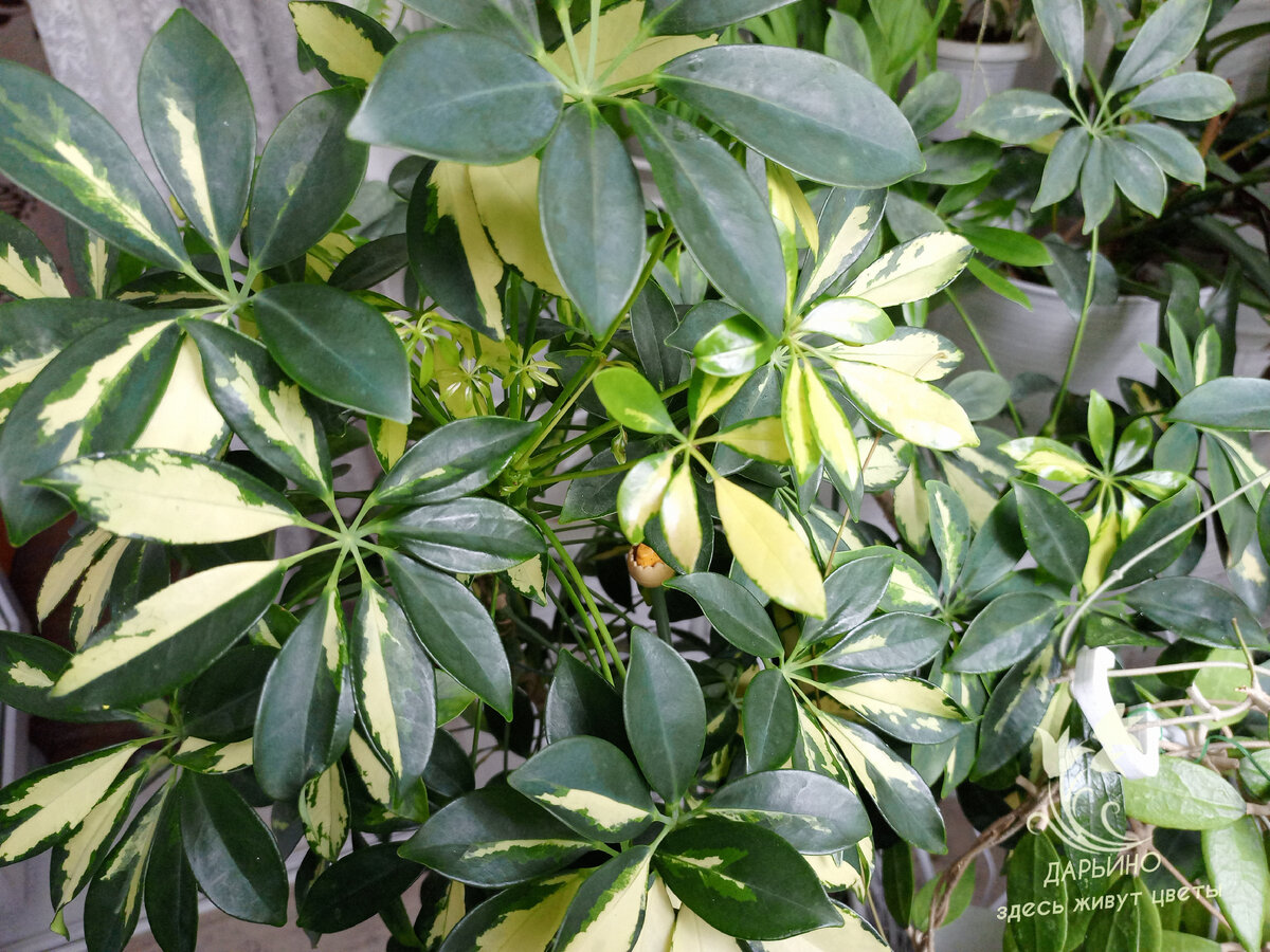 Шеффлера все лето стоит на полу лоджии