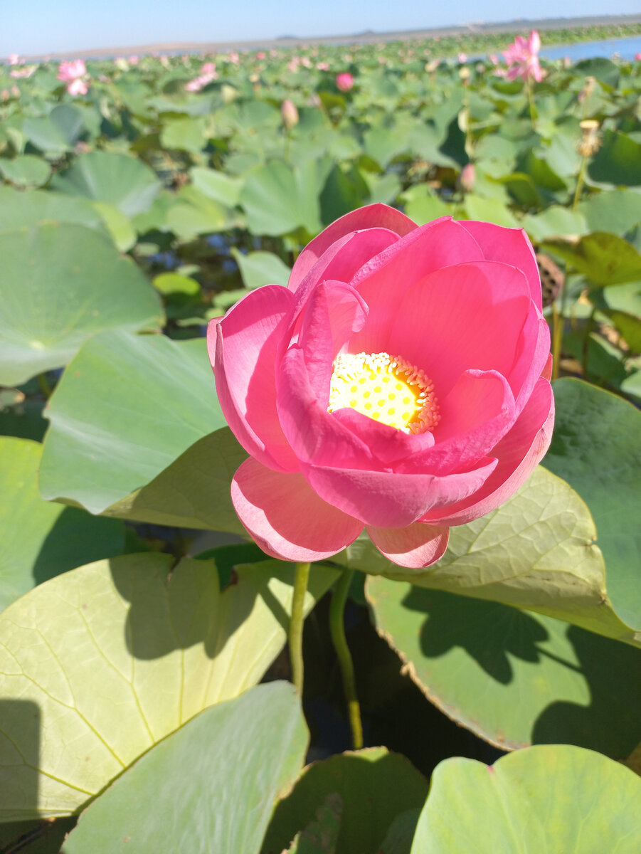 Долина лотосов, Анапа