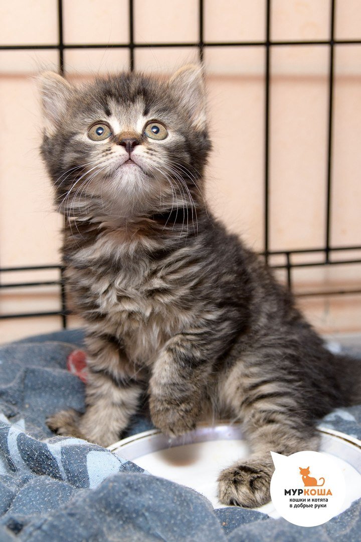 добрые руки нижнекамск. приют добрые руки нижнекамск. коты на продажу в нижнекамске. добрые руки. общество защиты животных.