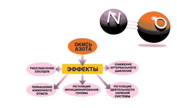 Окись азота схема влияния на организм и пищеварение