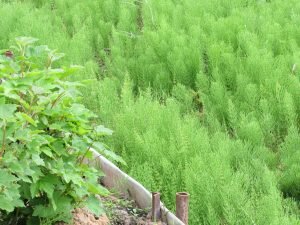 учше всего вообще не допускать возможности появления или размножения сорняка на садовом участке. Ведь тогда не придется покупать химикаты, дабы опрыскивать хвощ, вредя также всем окружающим культурным растениям. При обработке почвы руководствуйтесь следующими принципами: