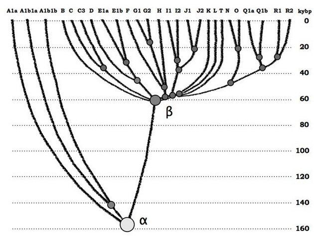 
 Диаграмма эволюции гаплогрупп современного человечества. На  горизонтальной оси – основные гаплогруппы Y-хромосомы человечества, на  вертикальной – абсолютная шкала времени. Общий предок альфа-гаплогруппы  жил примерно 160 тысяч лет назад, общий предок бета-гаплогруппы (или  гаплогрупп от В до Т) – 64±6 тысяч лет назад (из статьи A.A. Klyosov and  I.L. Rozhanskii, Advances in Anthropology, 2012b). На диаграмме не  показаны архаичные африканские линии А00 и А0 (последняя сейчас заменила  в номенклатуре линии A1b на диаграмме слева), обновленное дерево  гаплогрупп будет показано ниже.
 
