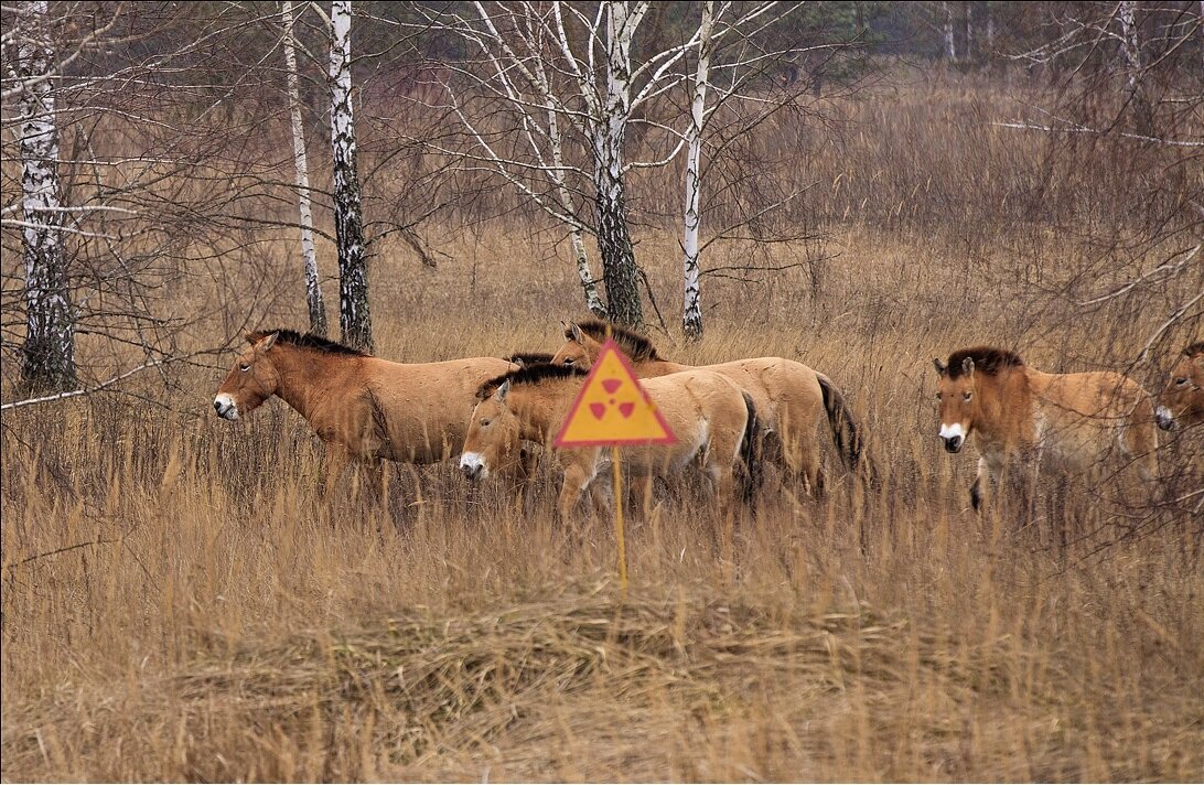 Фото животного из чернобыля