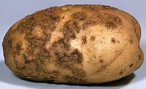 Капельное орошение картофеля: технология успеха - ЮГПОЛИВ