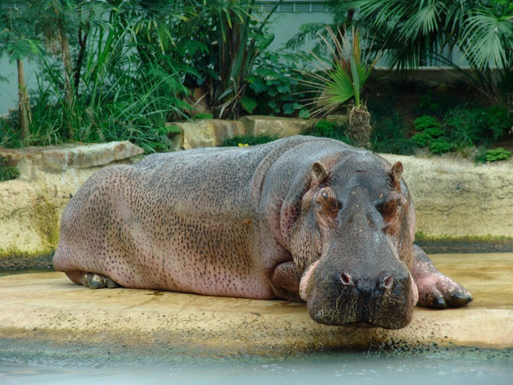 Гипопотам. Один лишь внешний вид этого создания внушает ужас.  Вес гиппопотам достигает 4 тон, при росте более полутора метров. Его и без того огромная пасть открывается на 180 градусов, а сила укуса более 230 килограмм. Если вы еще не слишком напуганы, то бегать это «адское» создание способно со скоростью 60 километров в час. Ежегодно  бегемоты убивают более 4000 тысяч человек.