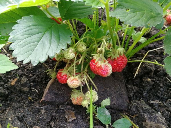 Мой урожай клубники