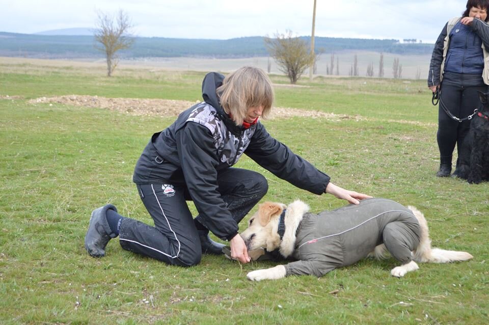 Лежать - самая правильная команда. Ты лежишь, а тебя за это кормят.