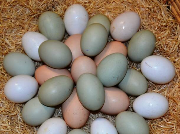 Яйцо павловское алтайский край. Яйцо павловское алтайский край. Яйцо павловское. Павловское золото и серебро куры. Яйцо павловской курицы.