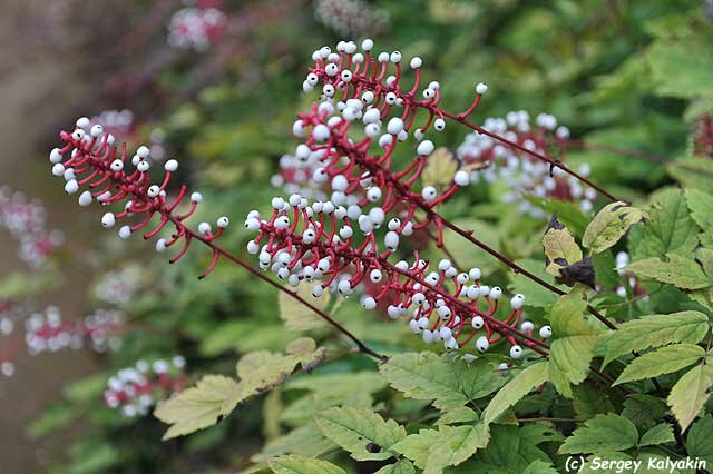 Воронец толстоножковый 