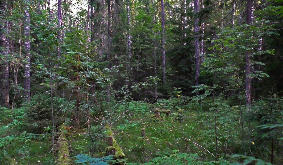 Урочище Красные хутора. Вид с остатков фундамента одного из домов.