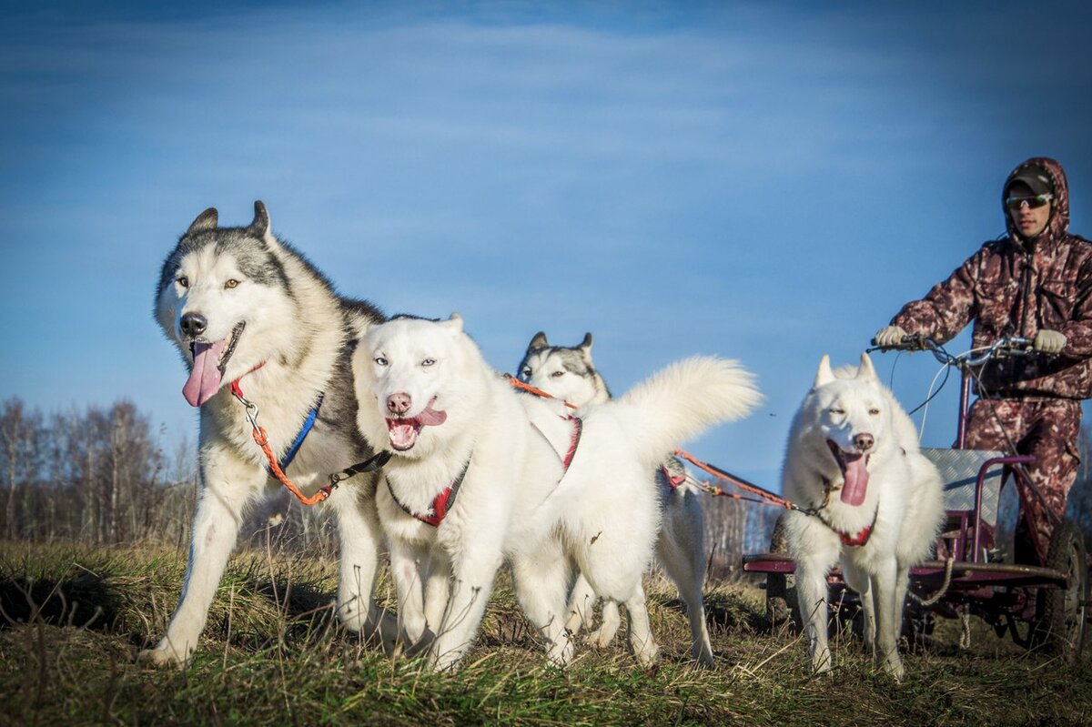 Весь, Берта, Печенька и Буран на тренировке.  