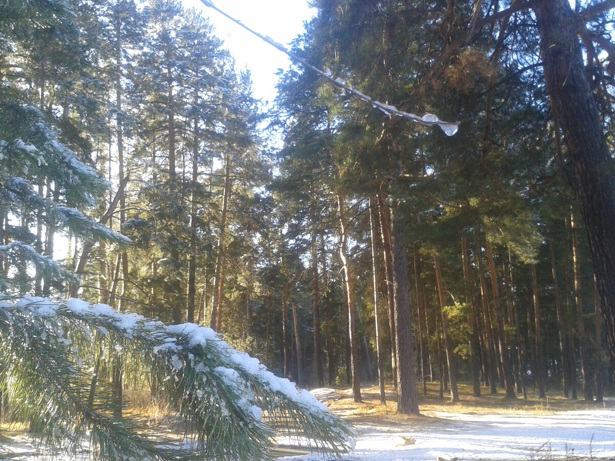 На Алтай пришла зима.