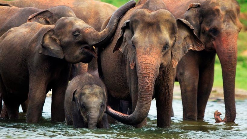 Слон является символом страны