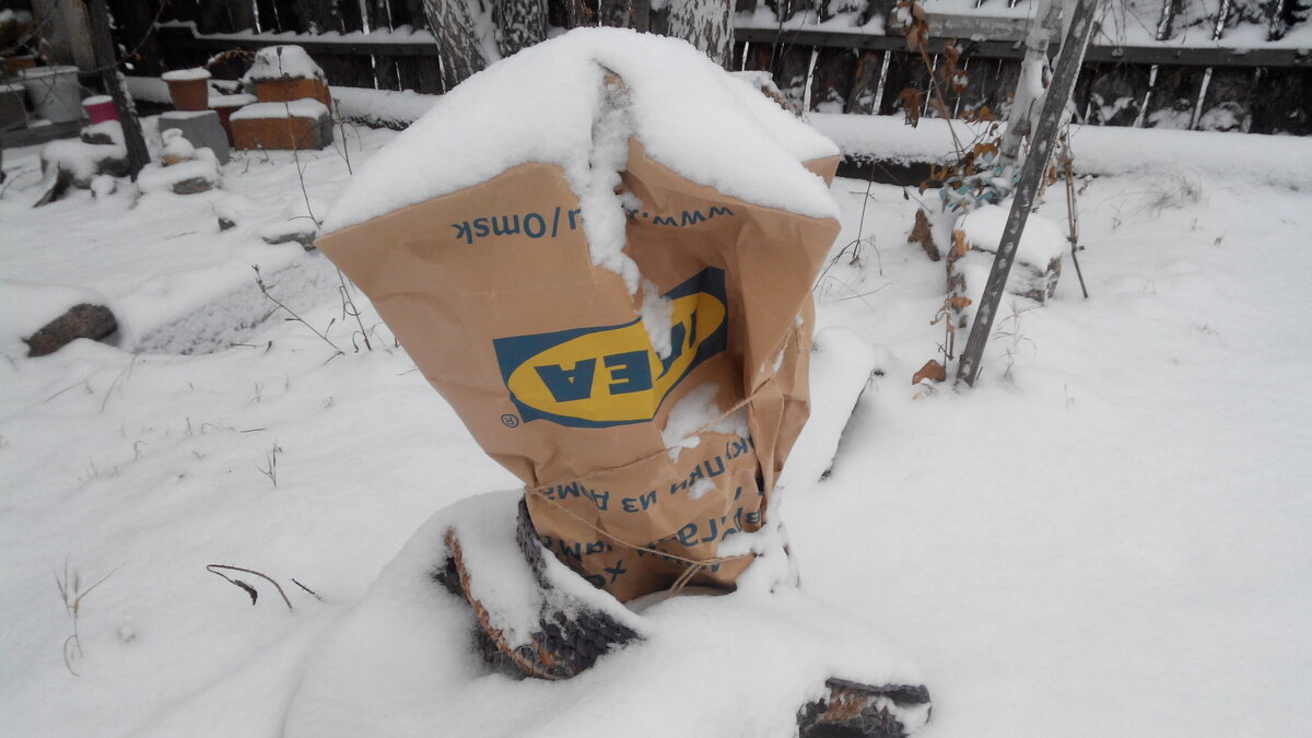 Хвойники укрыты пакетами из Икеи