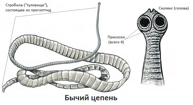 Ленточные черви — Википедия