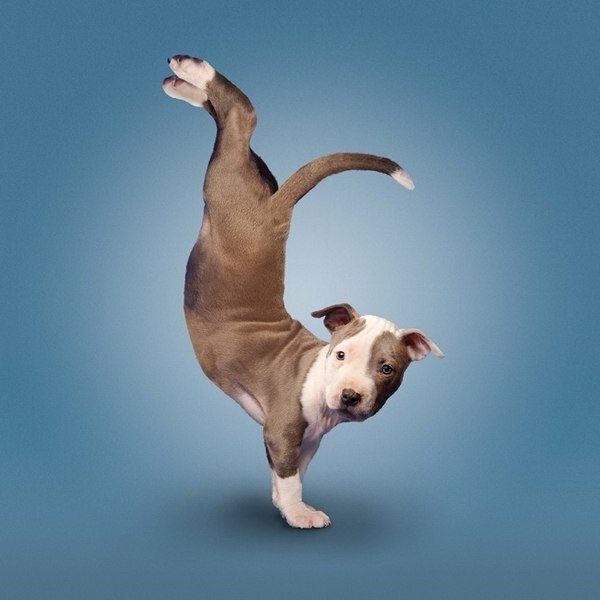 Подпишитесь ради песика)