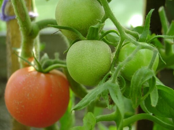 Ленивый способ выращивания томатов на сухарях