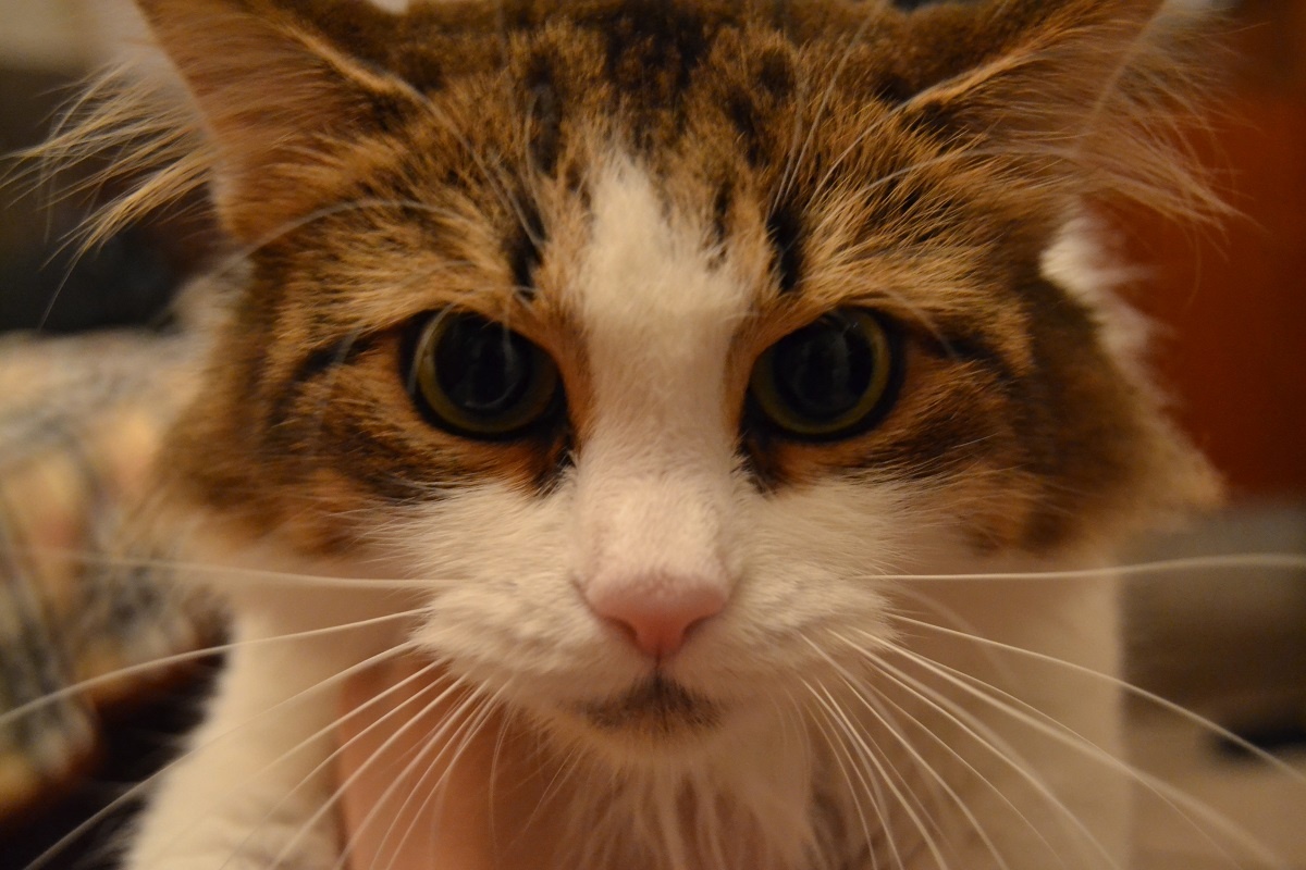 Фото автора. Масина соседка). 