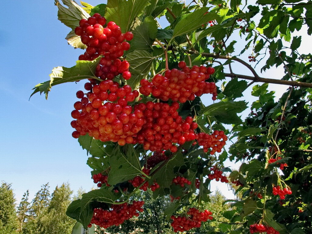 Калина viburnum. Калина обыкновенная Жолобовская. Калина обыкновенная куст. Калина Viburnum дерево.